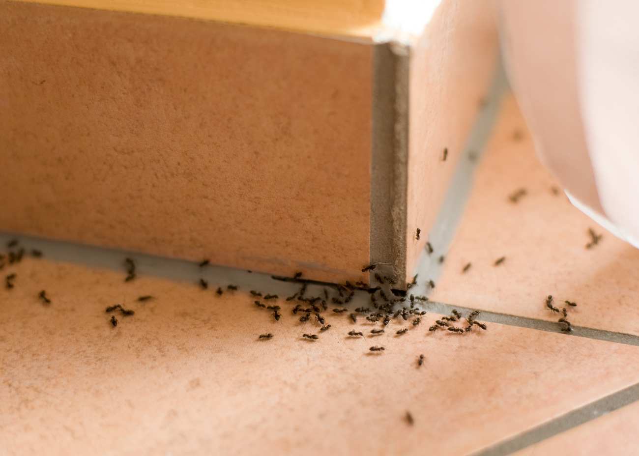 sugar ants in house